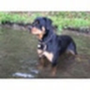 Meet your Posher, Grace